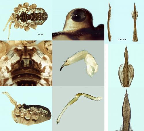 Réf. 218 082 : Leiobunum religiosum
